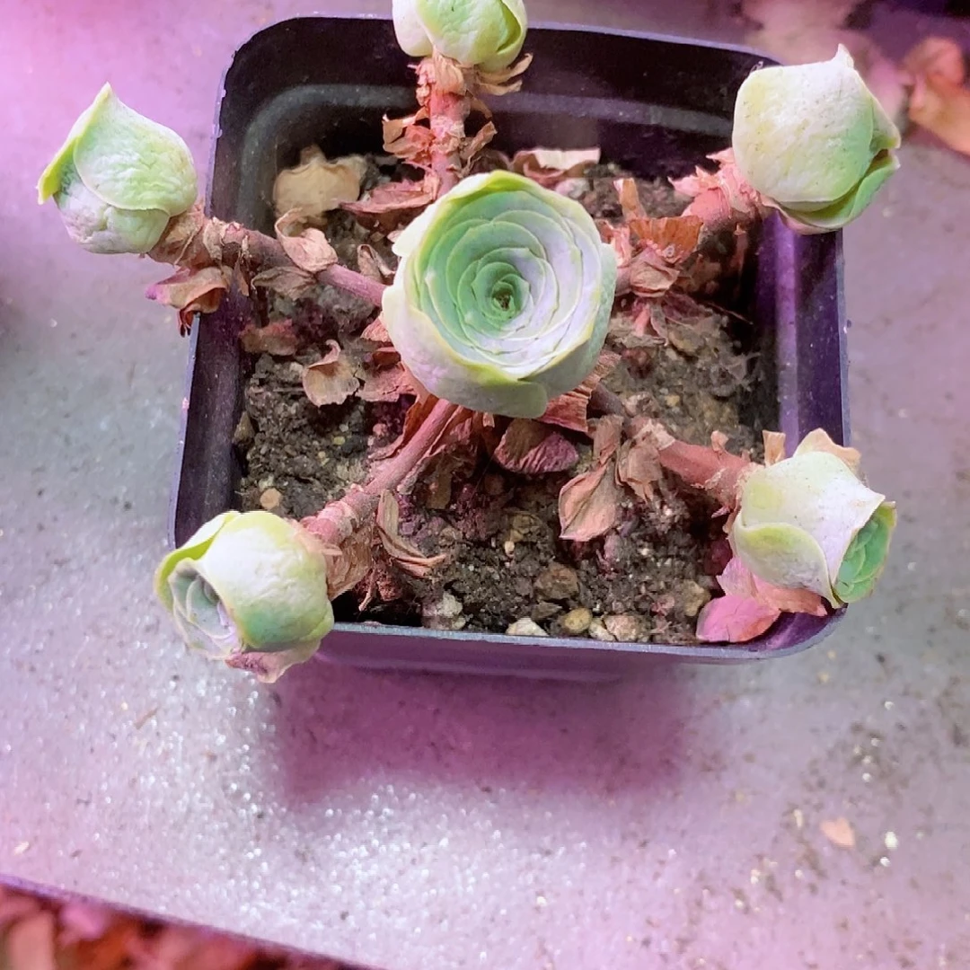 开播福利一物一拍002轻尘