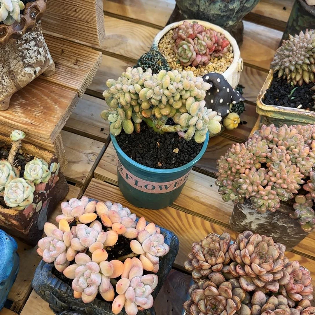 恭喜发财 恭喜发财