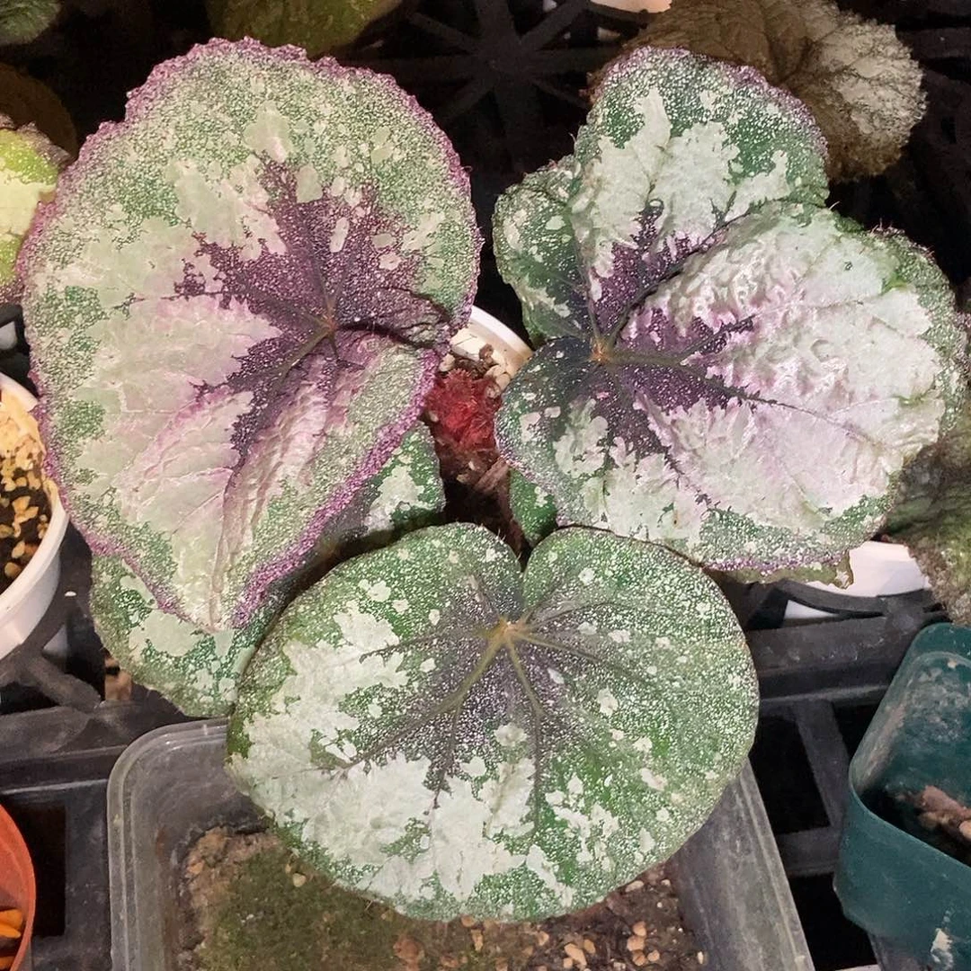 天蝎座一物一拍0001