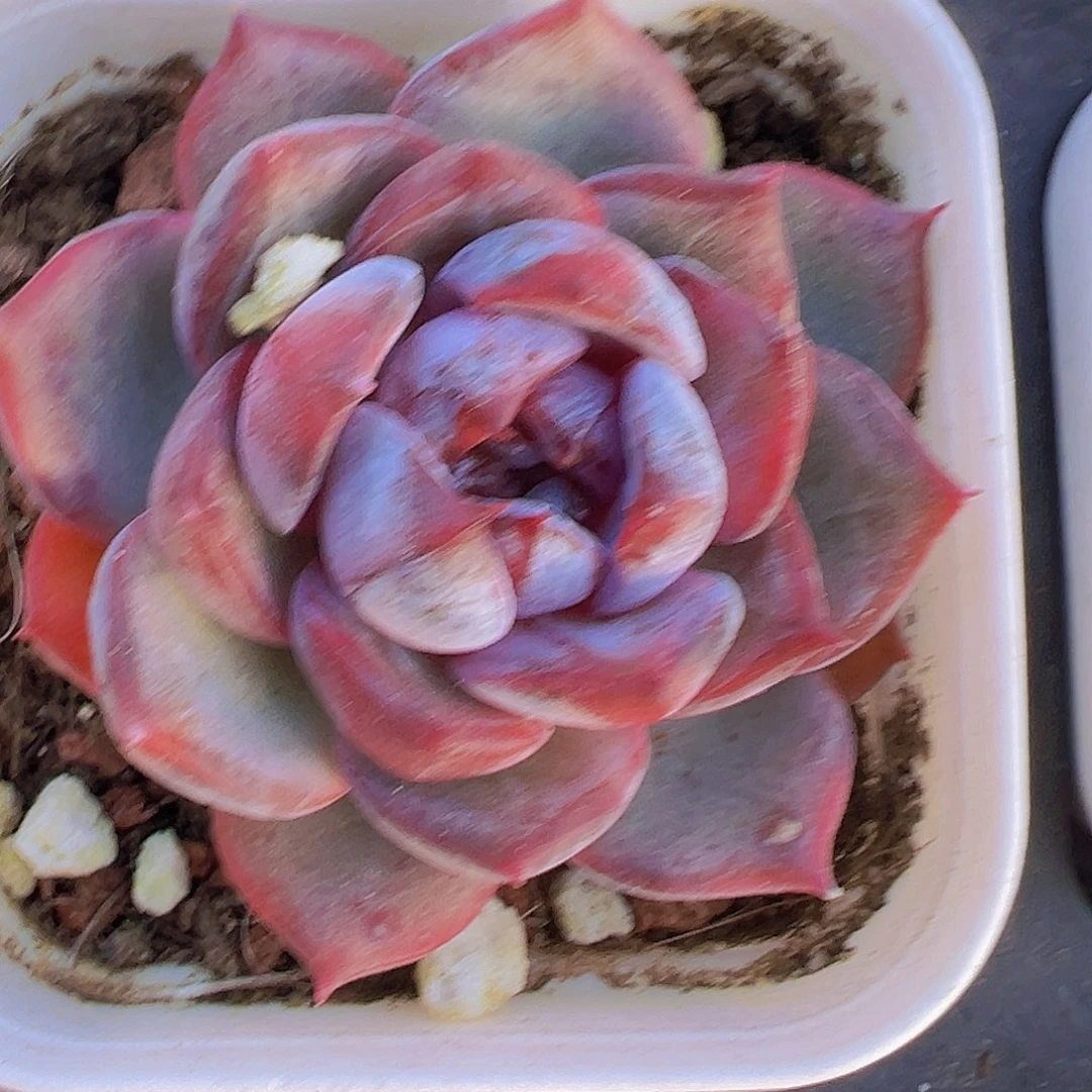 小黑橙19包邮多肉