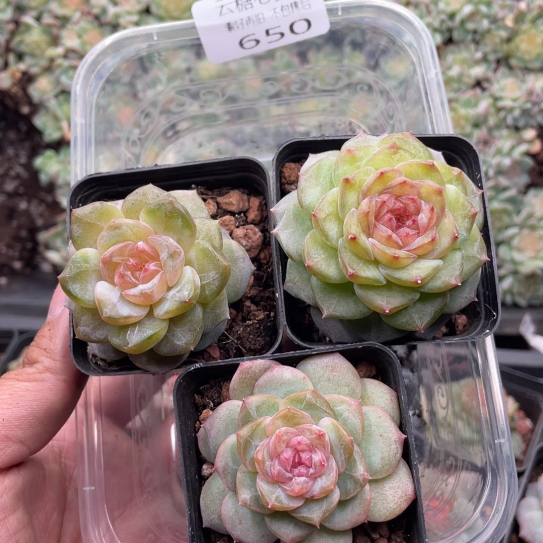 云糖心多肉植物650
