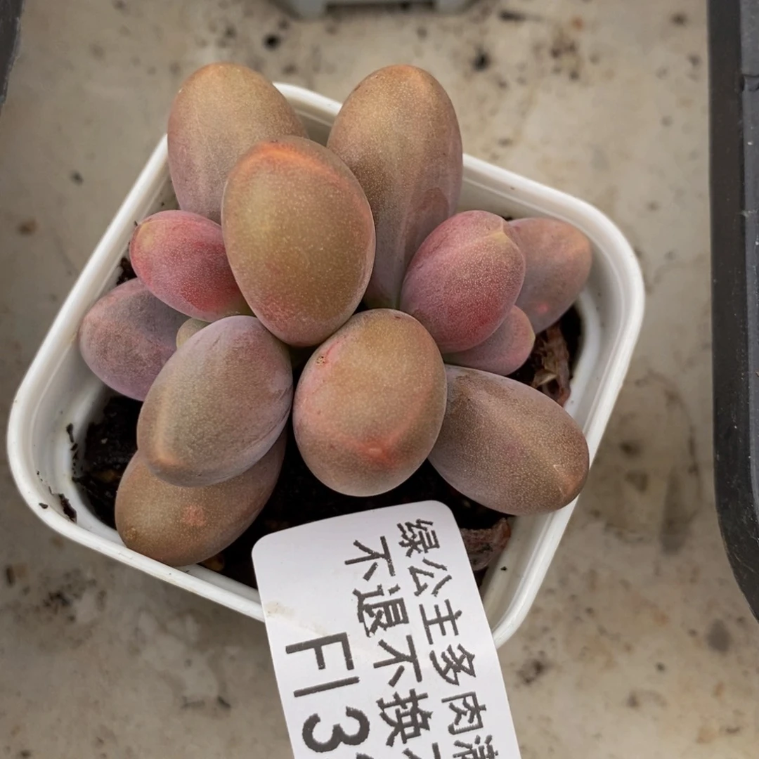 夕*330 糖果美人4 厘米