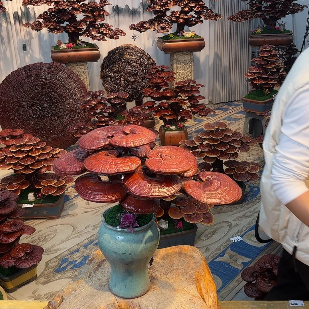 无花朵888888888888