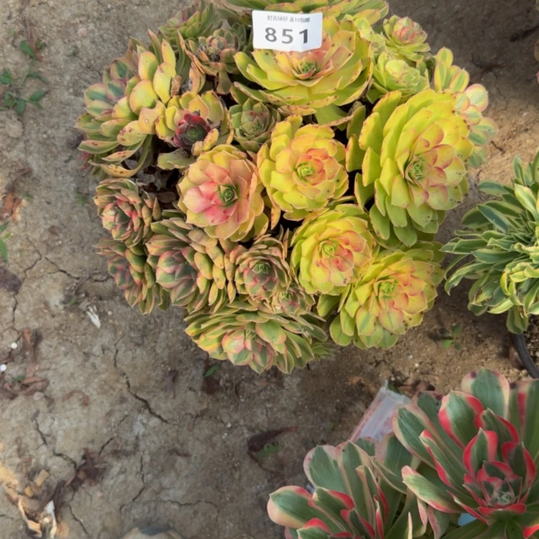 851雨荷。多肉植物