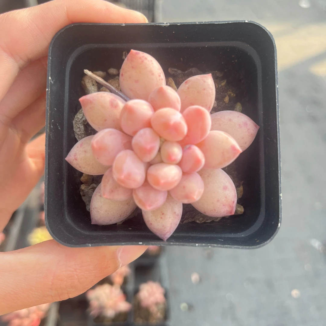 【天使球7cm盆】云南多肉