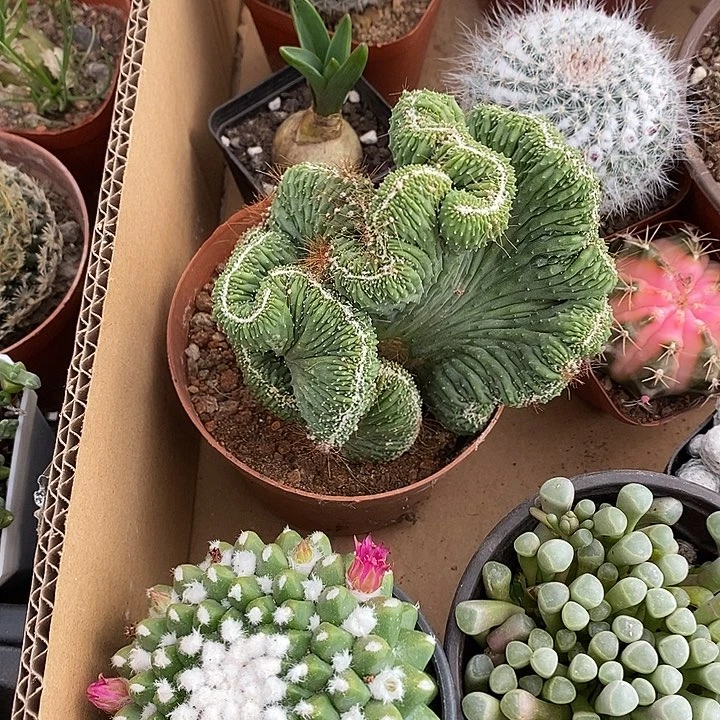 茵***漂亮仙人球一物一拍