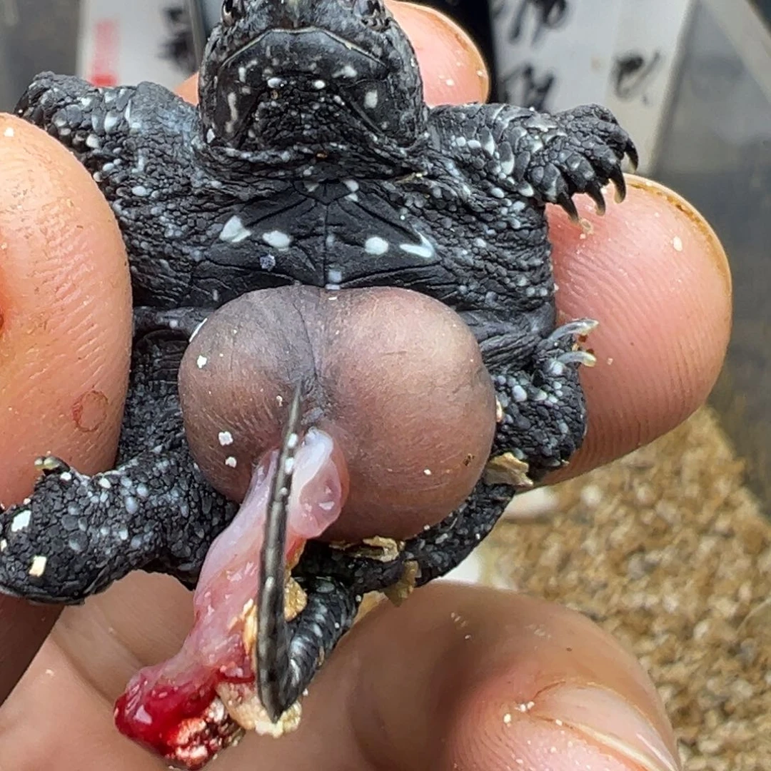 母小鳄龟肥***动不退不换