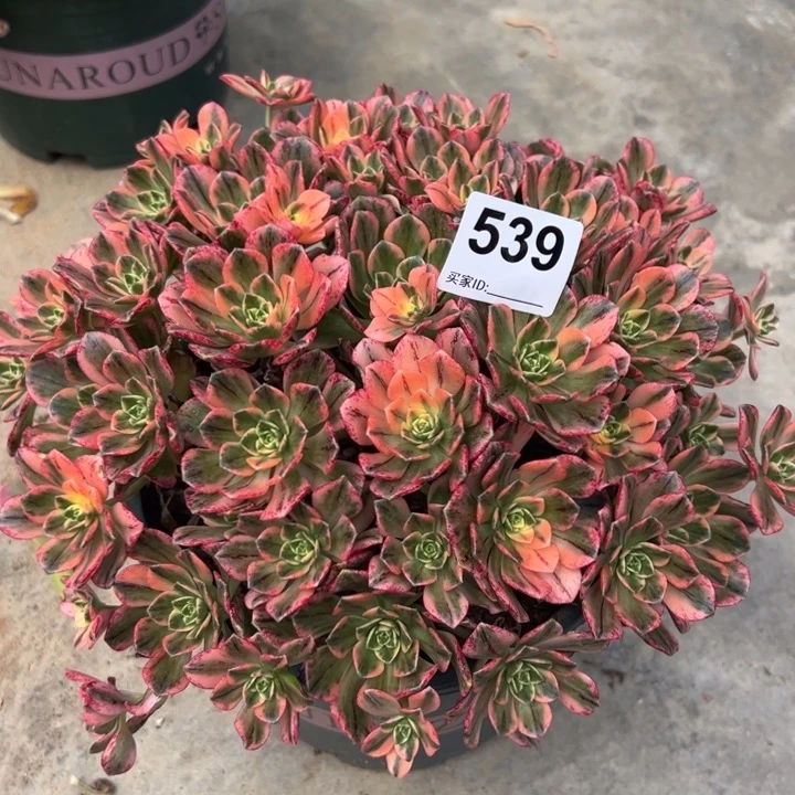 539甜茶25厘米左右嫩庄