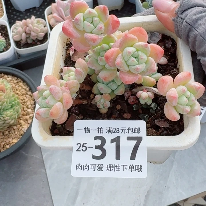 粉香水无盆土发货无盆土发货无