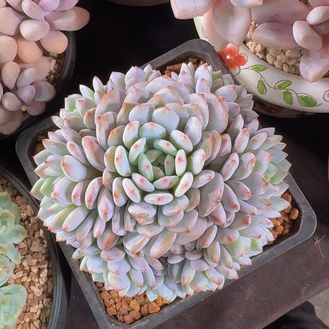 星星橙多肉一物一拍