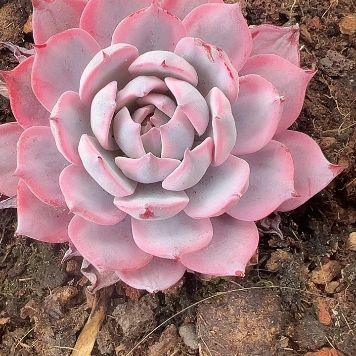 劳伦斯锦多肉植物