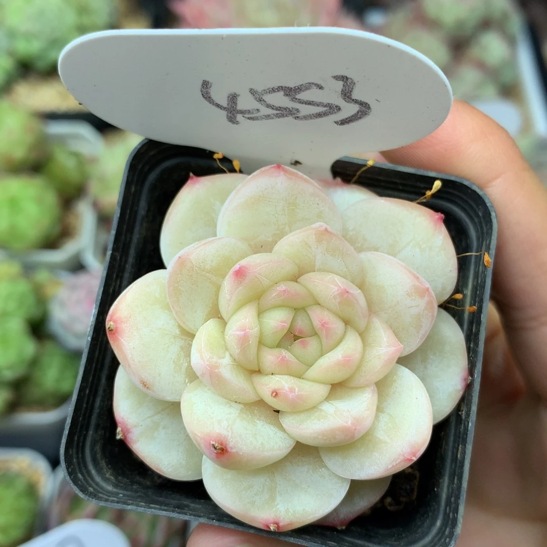 白粉透珍妮单头4553