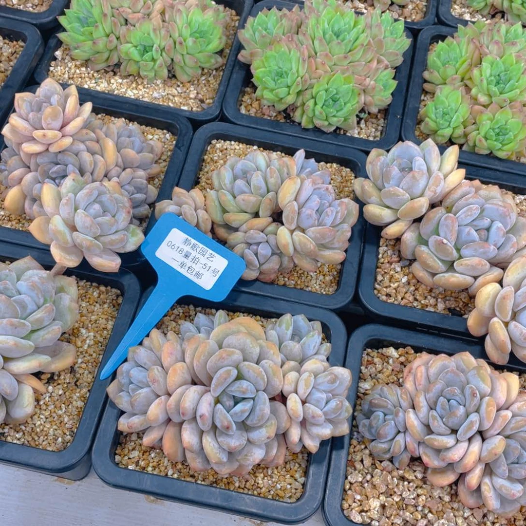 0618-51-精品香橙群一颗量拍