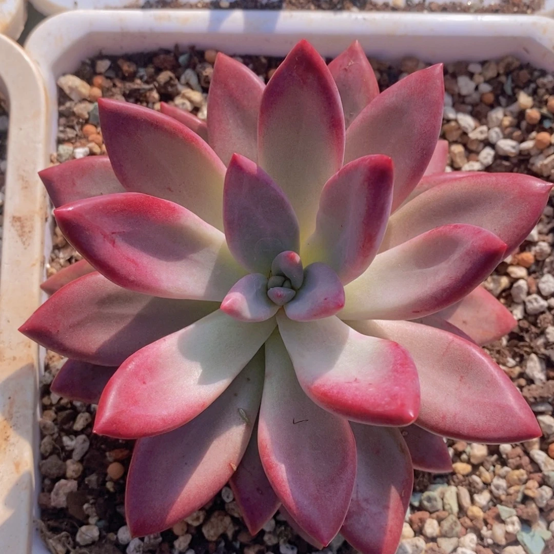 美人多肉植物植物
