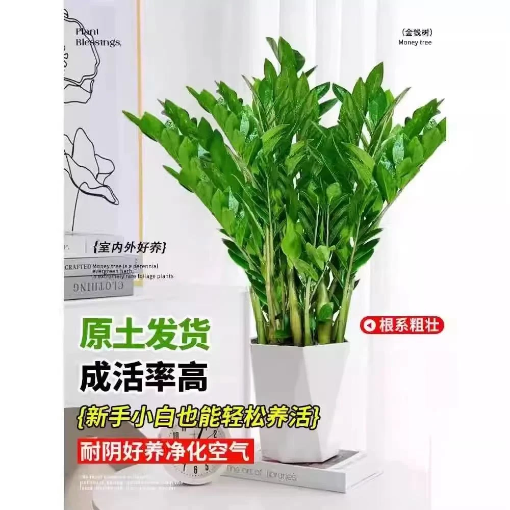 （冲销量）60-70金钱树180盆裁植物室内客厅四季常青好养绿植大摇钱