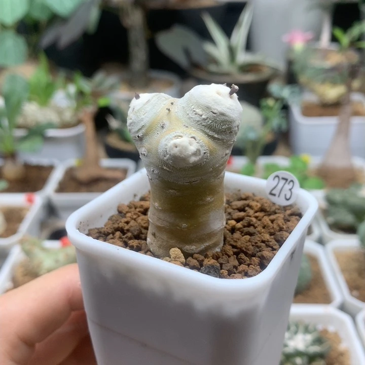 雪露厚敦菊母本带盆273