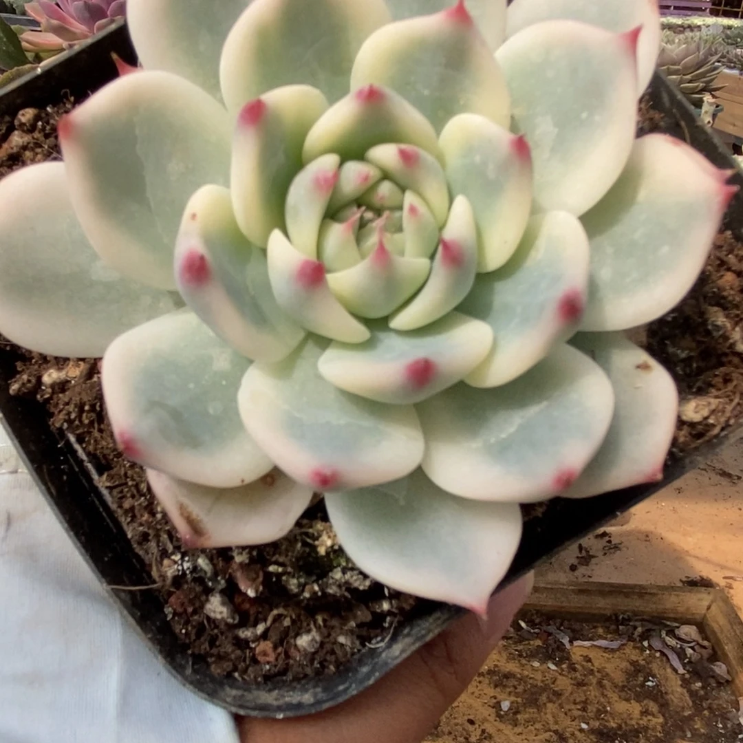 425锦锦锦锦锦锦锦锦锦锦