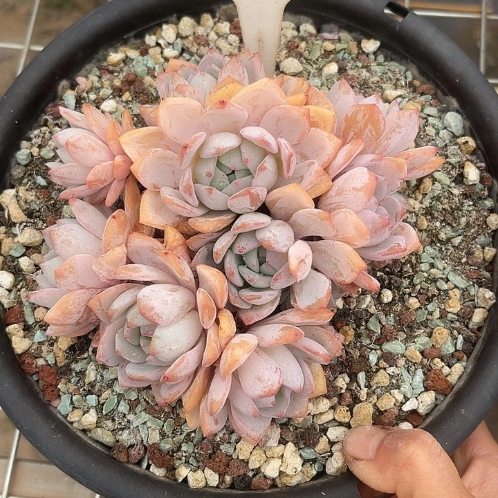 两单包邮，一物一拍127，散