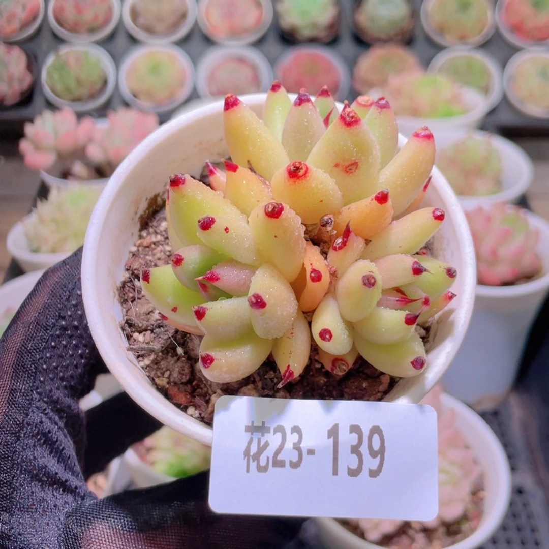 花利美23-139乌木