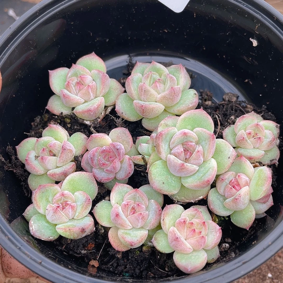 多肉植物多肉植物74