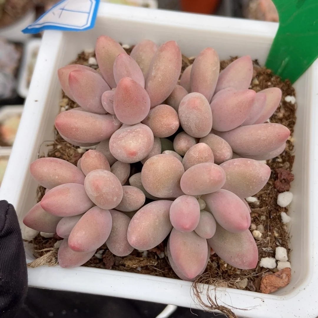 912粉色恋人多肉植物保护