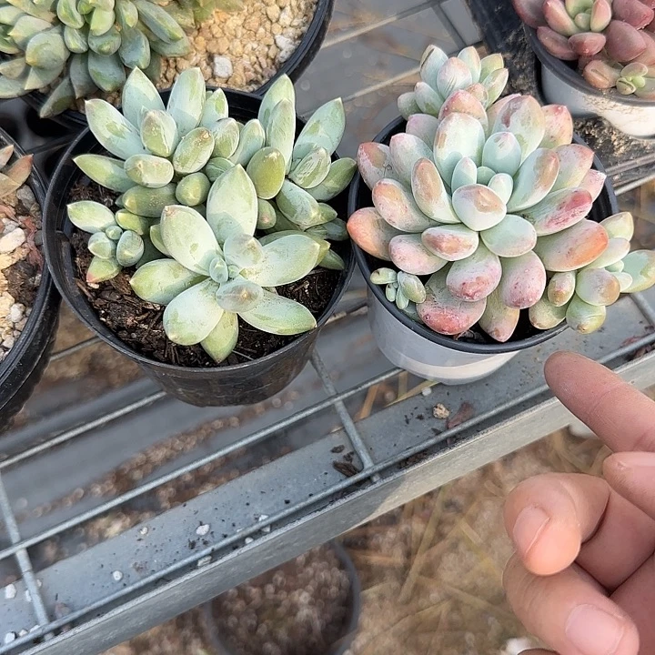 爱***青蛙王子儿童牙膏11