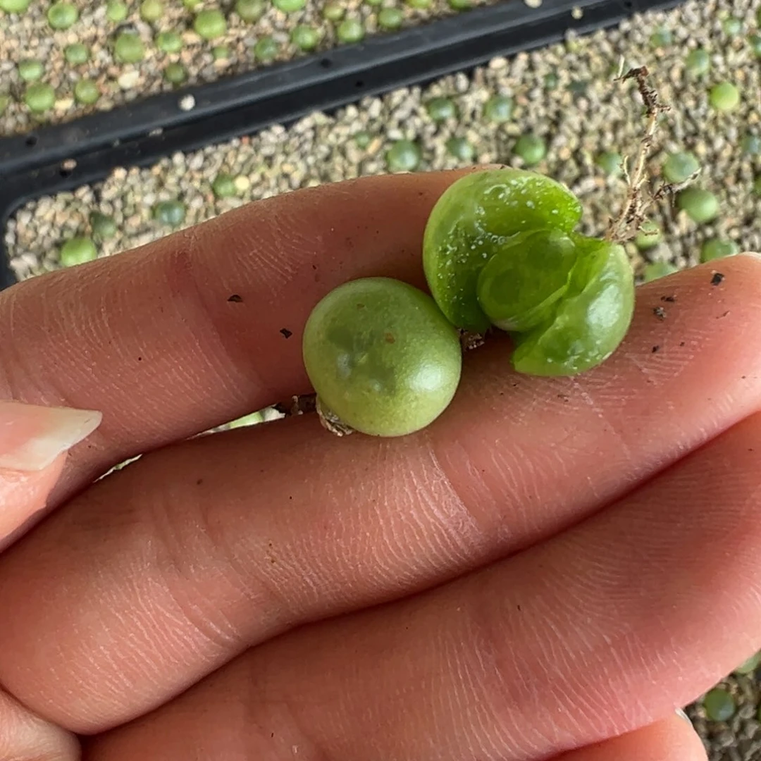 雒*拉桃 闪电+腮红 多肉植物