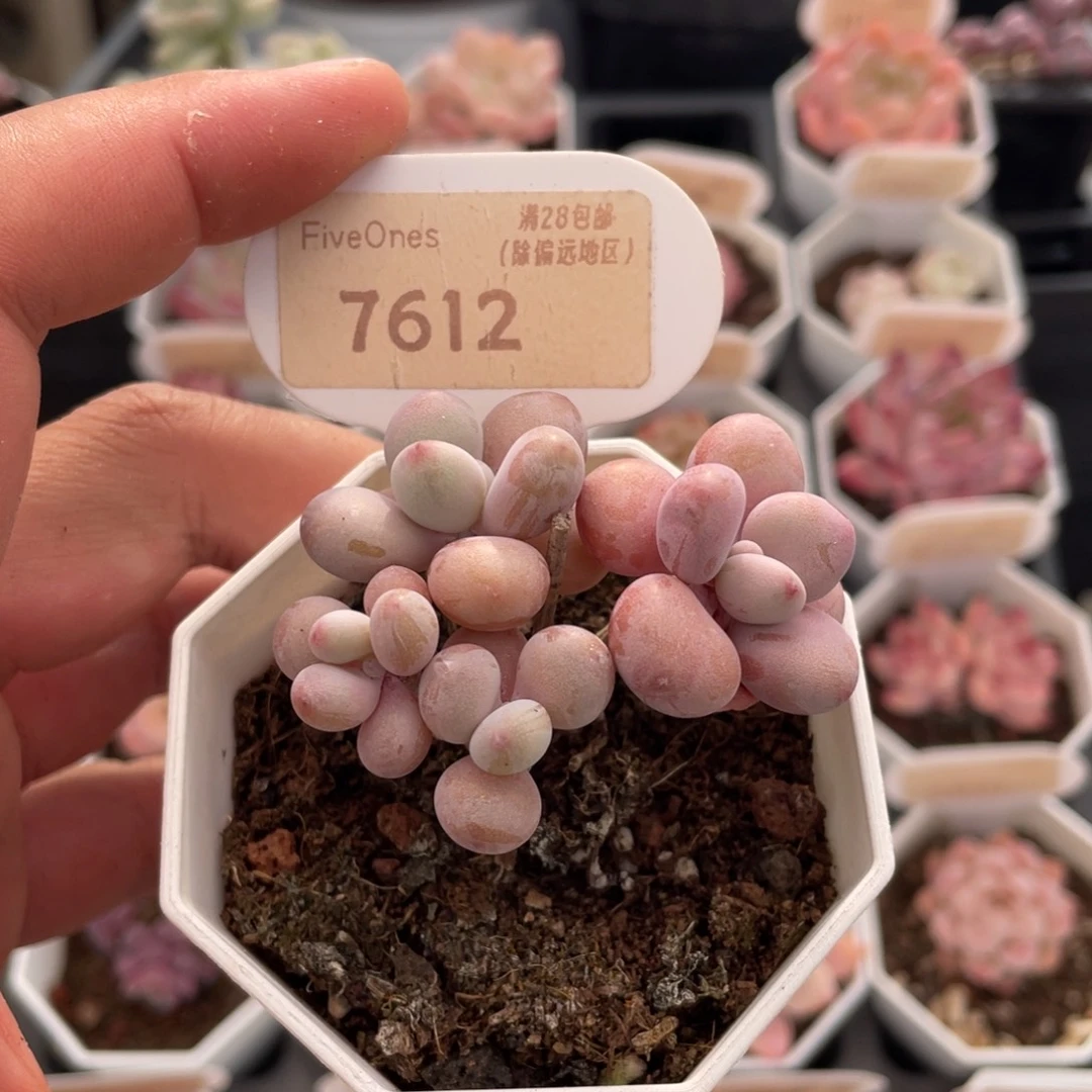 桃蛋7612-5.5厘米