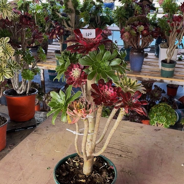 海*贝架接法师一个100号