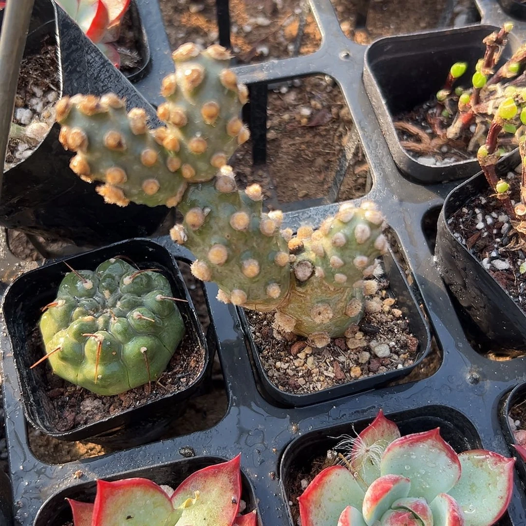 多肉植物俏湖团扇