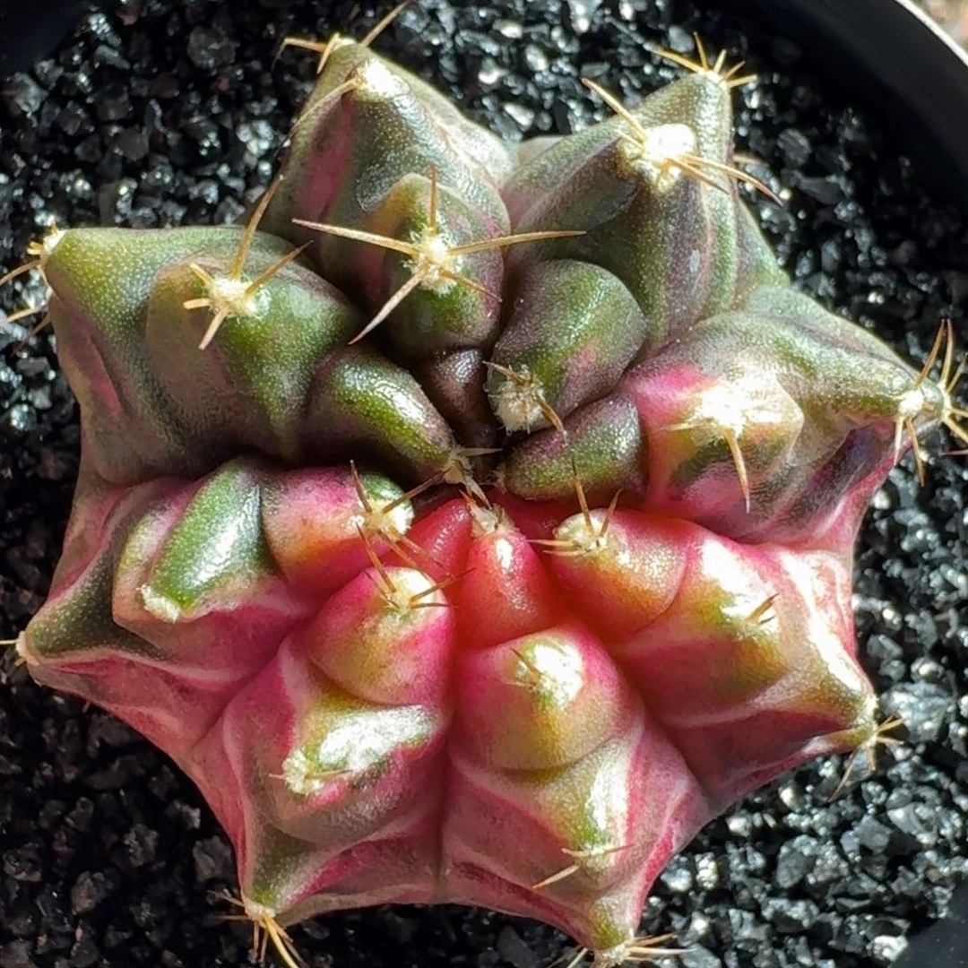 米哈实生自然锦泰国轮回母球143