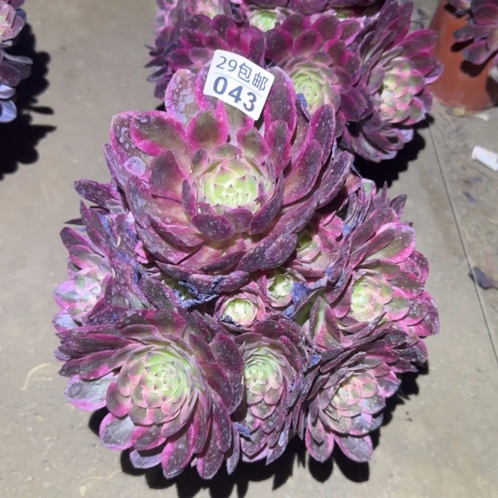 云荷……多肉植物的