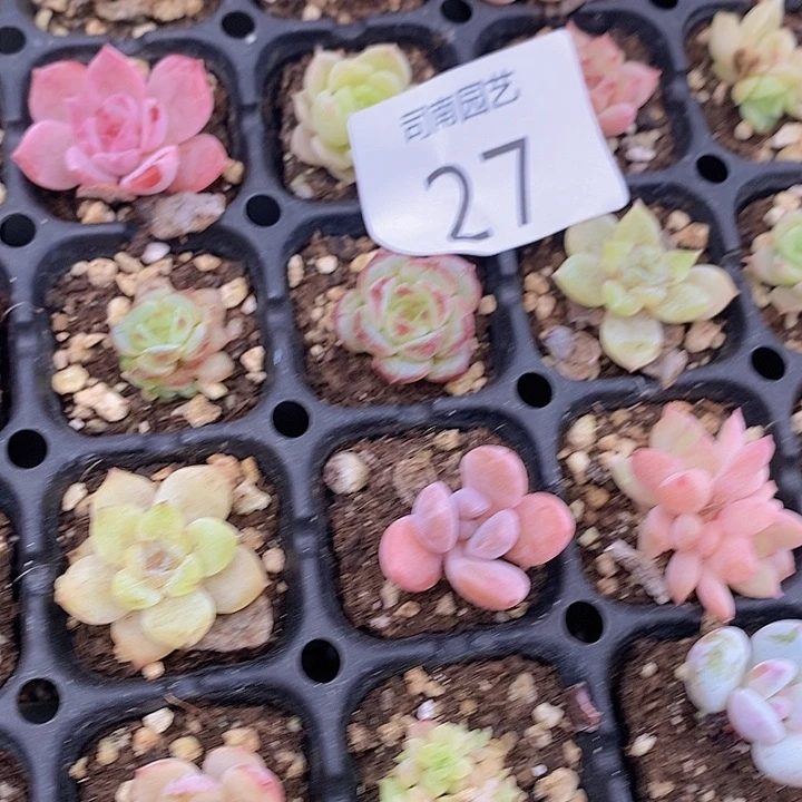 27 多肉植物盆栽花卉