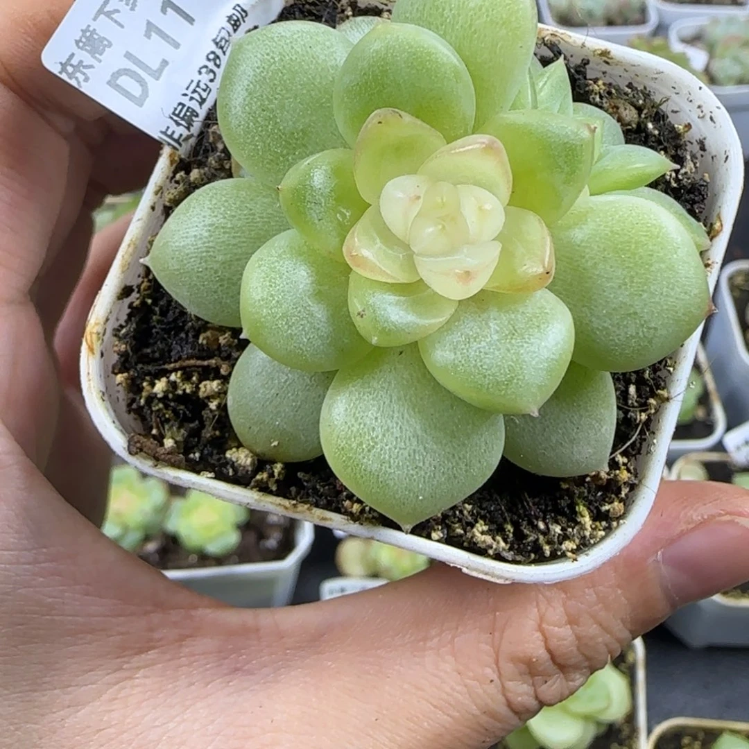 ****11东篱下多肉植物哈哈哈哈