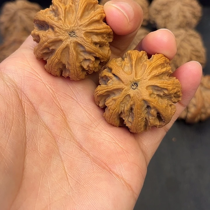 核桃秦岭突突突突突32