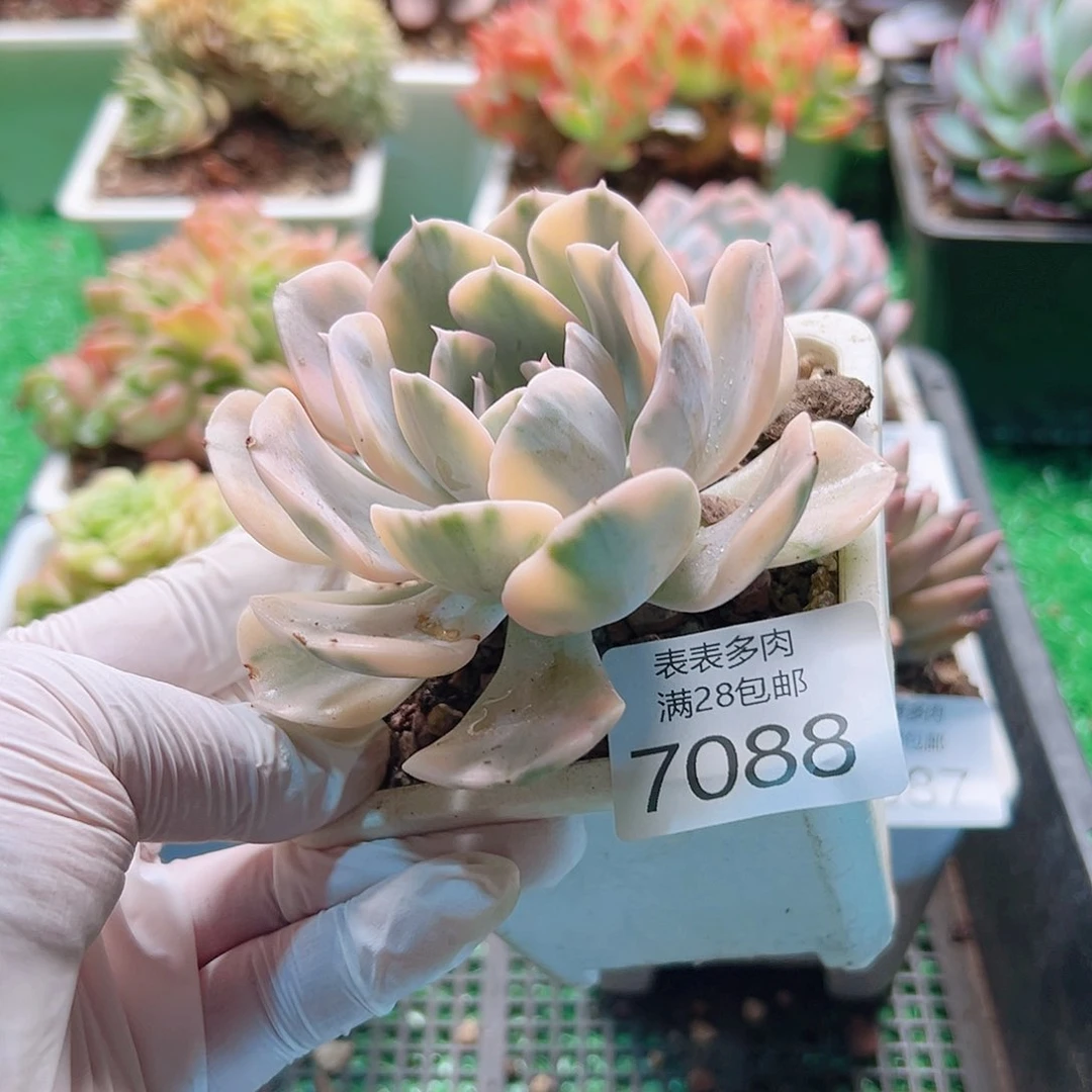 无花朵多肉一物一拍7088