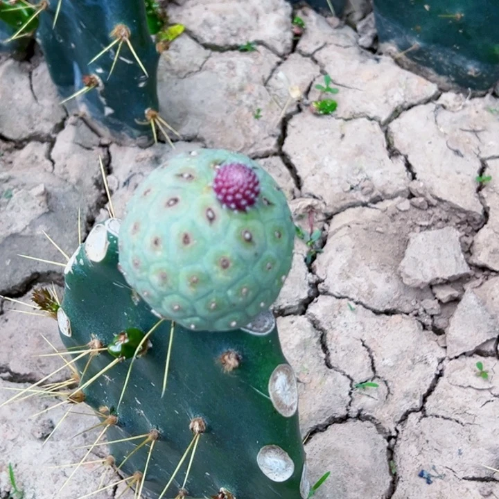 三****影福利苗接ｖ兜仙人球