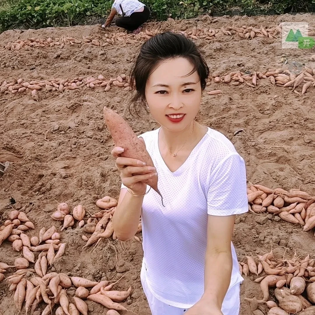 山东威海荣成蜂蜜罐地瓜农家红薯新鲜黄心番薯板栗山芋白皮蜜薯