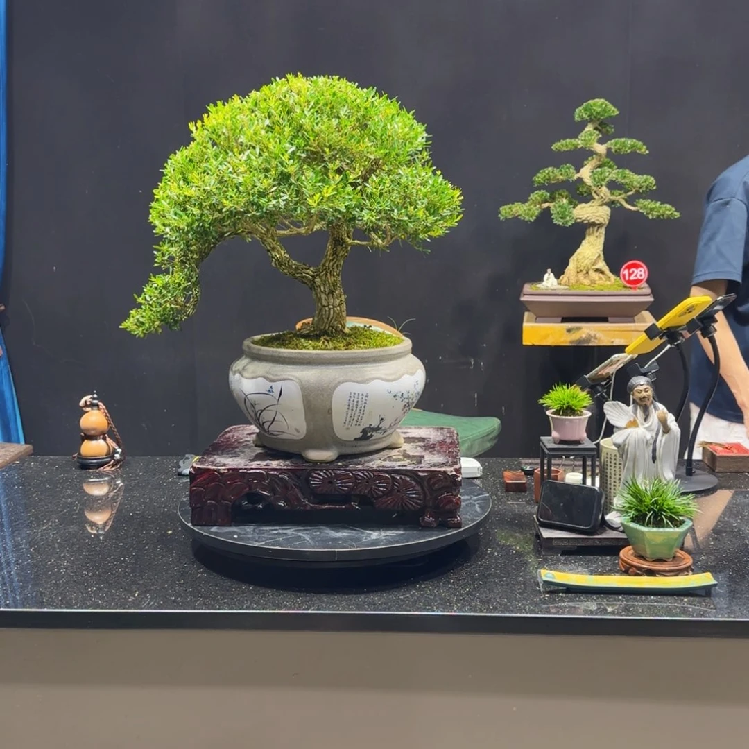 风***.无花朵黄杨室内室外盆景艺术