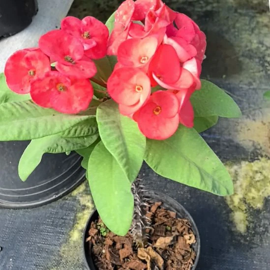 完全开放不知名品种处理价