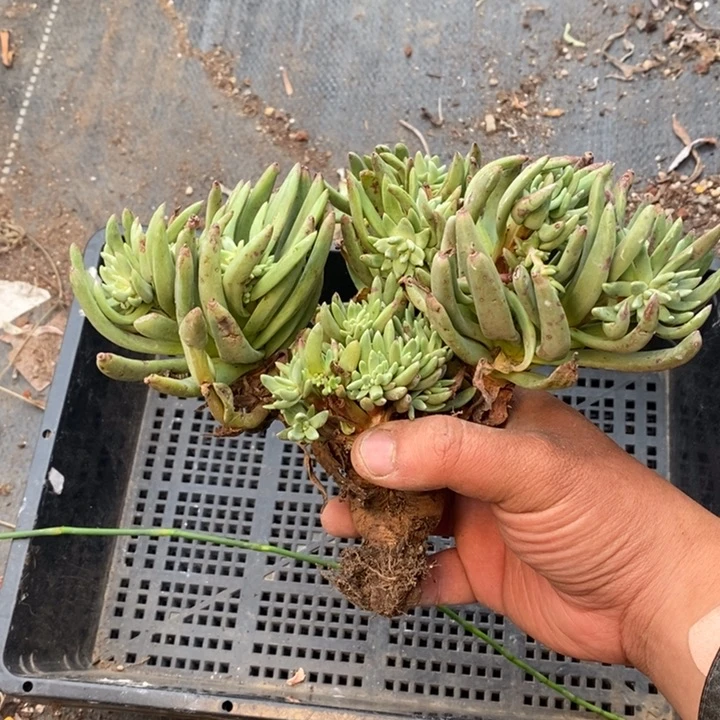 4098哈哈哈哈哈哈哈哈哈