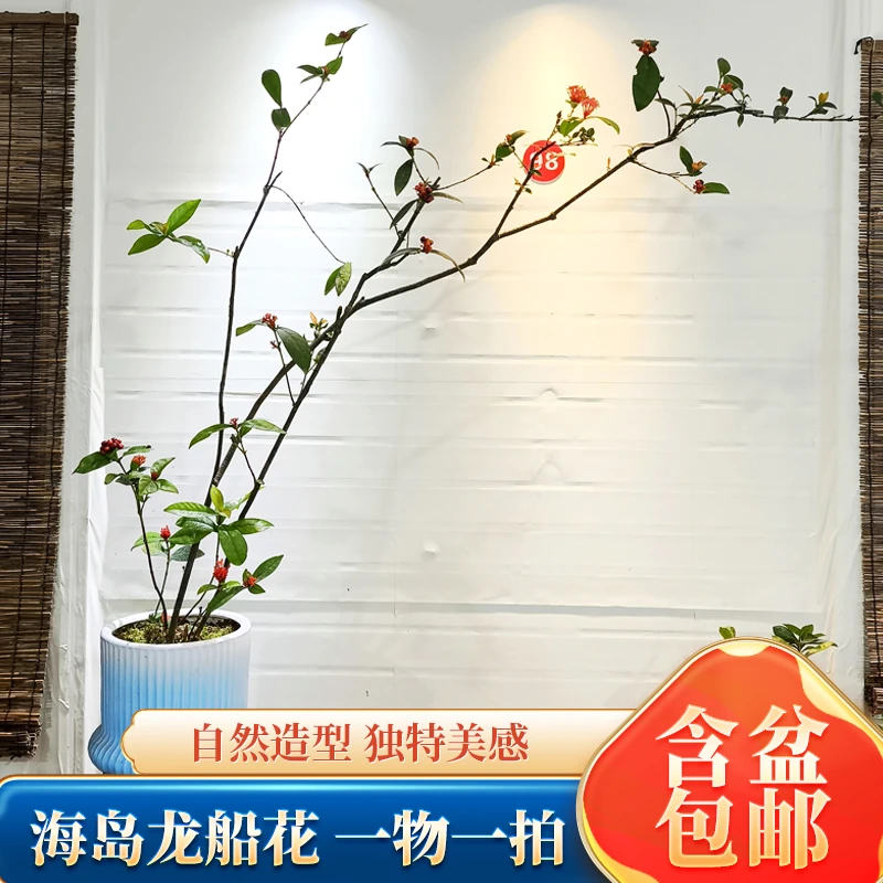 ［海岛龙船花］一物一拍链接，价格以实物为准，不要自行下单