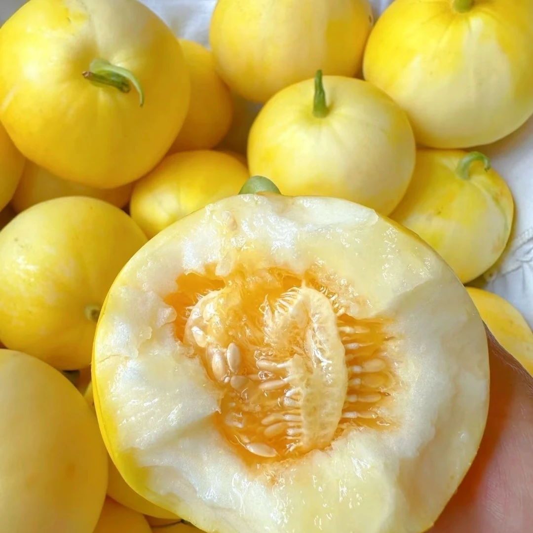 【自然成长】今年头茬早甜脆 小蜜峰甜瓜（蜜罐香瓜）脆嫩绵密特别香