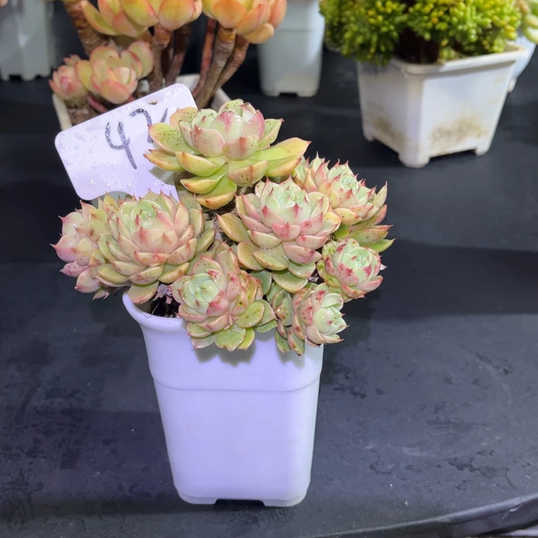 42 号小曹年度一物一拍