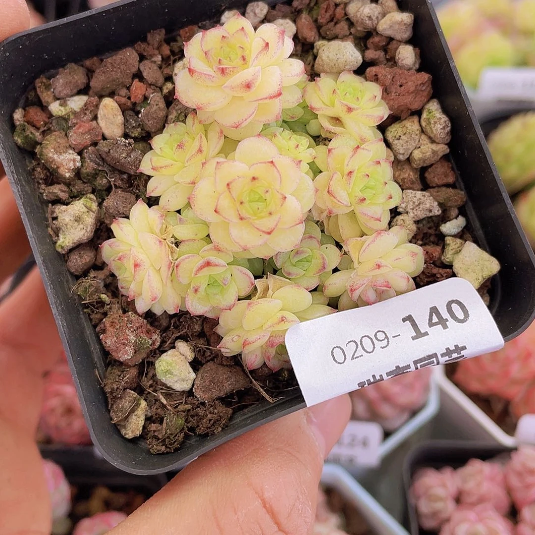 0000000000000140一物一拍