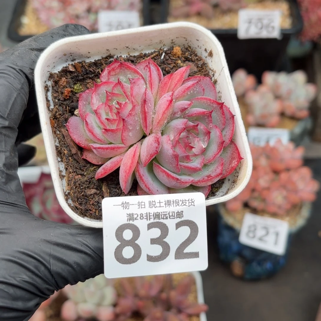 侧影双头无盆土发货