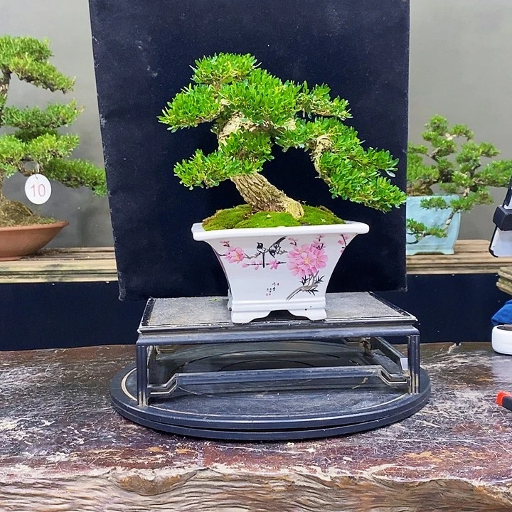 无花朵M黄杨盆景四季常青