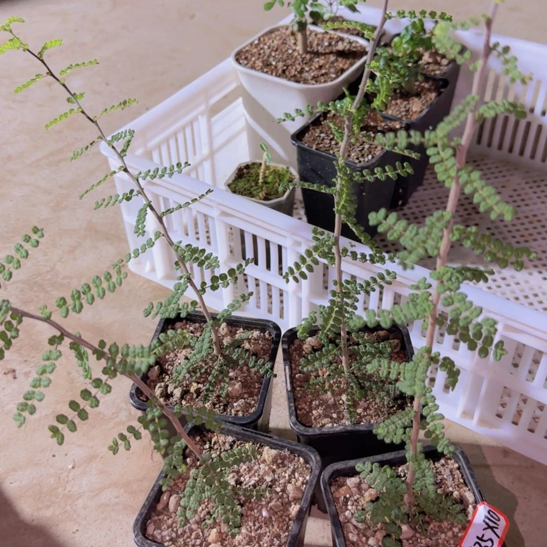 块根植物块根植物块根植物
