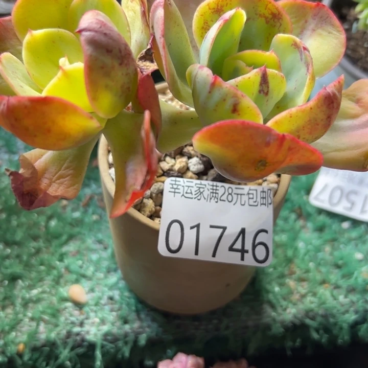 幸运儿是一位非常优秀