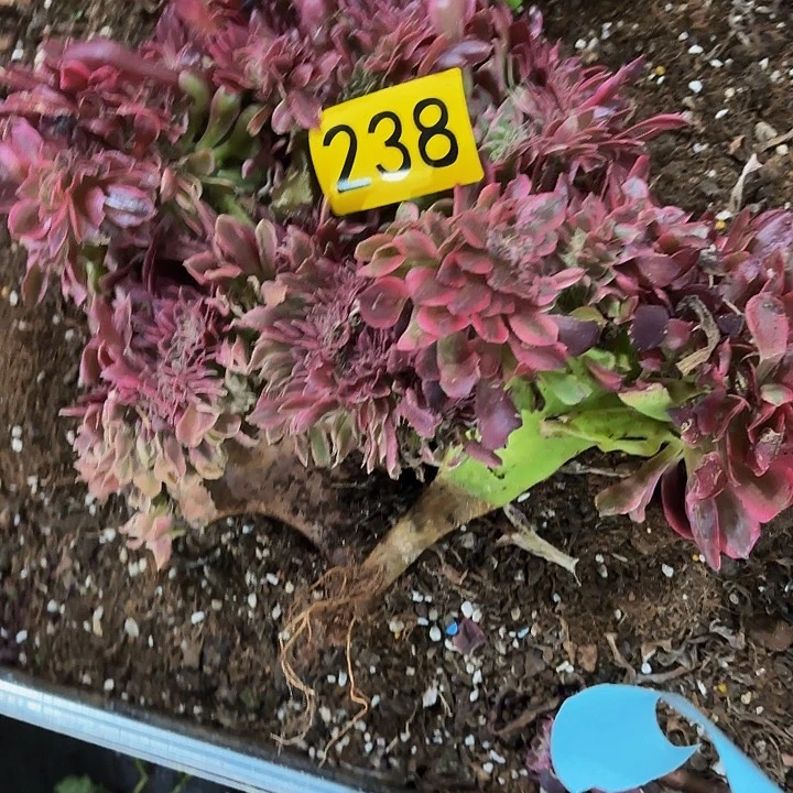 多肉植物福利238